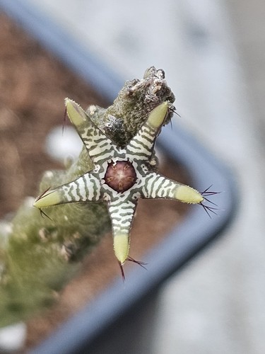 Rhytidocaulon macrolobum