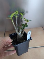 Adenium Arabicum/Desert Rose/Succulent/Cactus/Caudex Uk Houseplant 