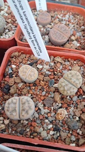 Lithops karasmontana