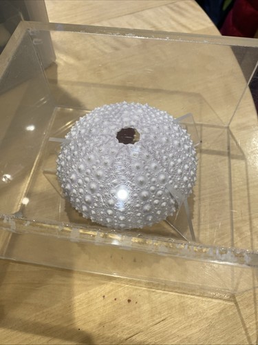 Sea urchin shell 10cm - sea,