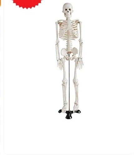 Display4top human skeleton - human,
