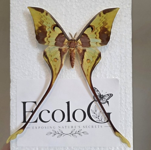 Actias maenas malaysian moon - maenas,