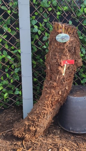 Dicksonia antarctica 4ft