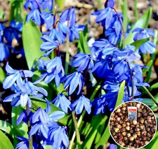 SCILLA SIBERICA BULBS |
