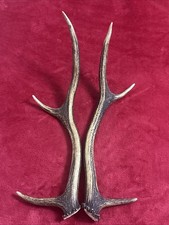 PAIR OF RED DEER ANTLERS 406g