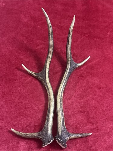 Pair red deer antlers 406g - of,