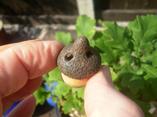 Carved wood netsuke acorn