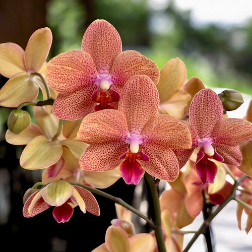 Phalaenopsis sunset love 1 - phalaenopsis,