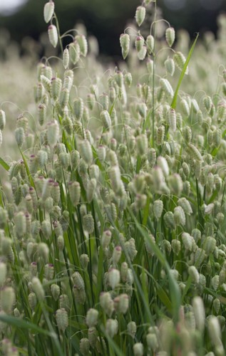 Greater quaking grass plug - quaking,
