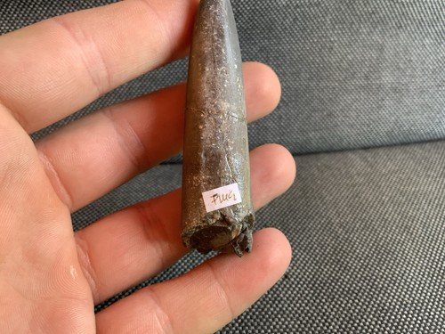 Fossil belemnite jurassic - belemnite, (jurassic