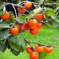 6x Persimmon Kaki Seeds (