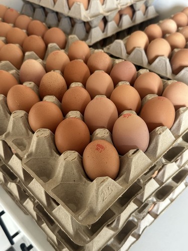 Fresh free range chicken eggs - fresh,
