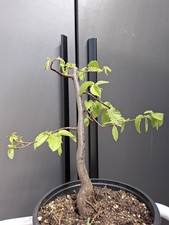 part trained hornbeam Bonsai