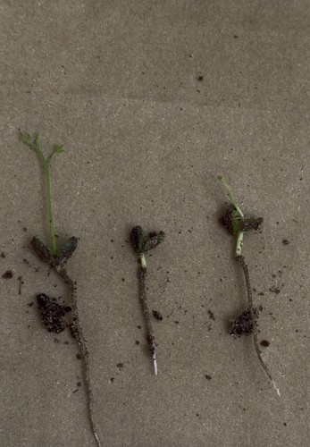 Curry leaf seedlings - 3,