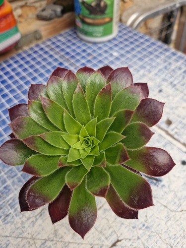 Aeonium firecracker - aeonium, |