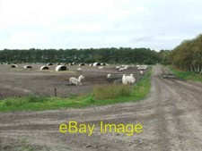 Photo 6x4 Pig farming Iken Pig