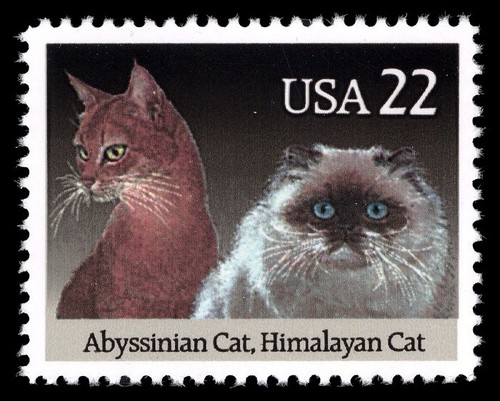 15x cats abyssinian - cats, &