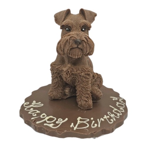 Chocolate schnauzer dog a - chocolate,