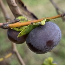 Date Plum - Diospyros Lotus