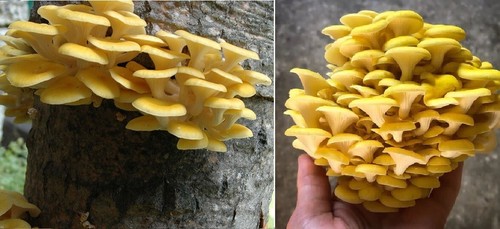 Golden oyster mushroom spawn - golden,