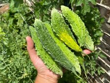 Indian Green bitter gourd -