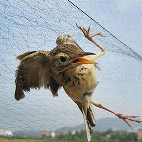 Bird net anti catcher - bird,
