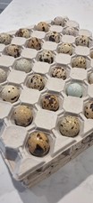 quail eggs eating (Dozen)