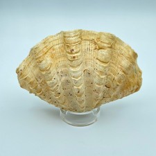 Scaley clam shell 262g - scaley,