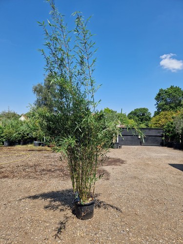 Fargesia robusta campbell - fargesia,