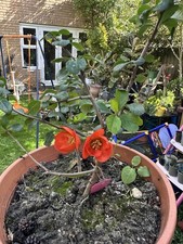 Japanese crabapple  Bonsai