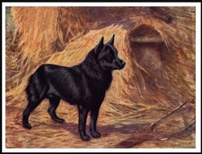 SCHIPPERKE LOVELY DOG ART