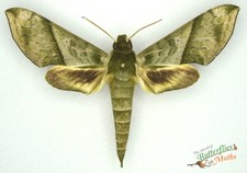 Xylophanes Pistacina Hawk Moth