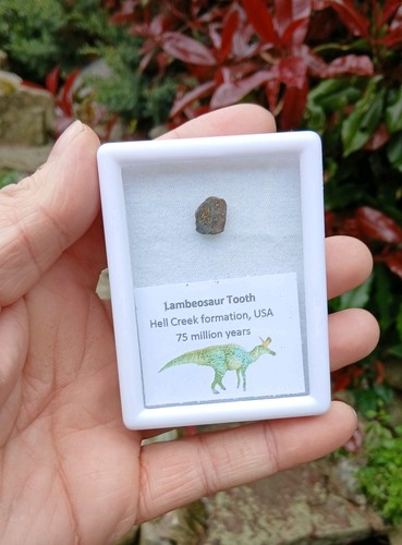 Lambeosaur dinosaur tooth - lambeosaur,