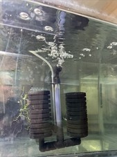 30 gallon Seeded dual Sponge