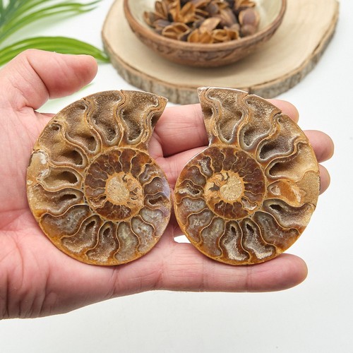 Polished ammonite fossil pair - ammonite,