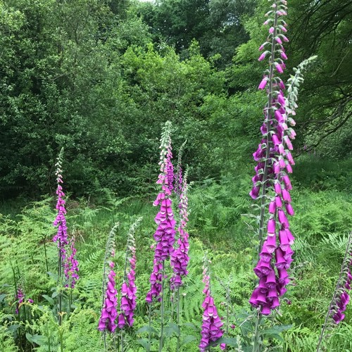 Wild foxglove seeds - wild,