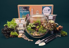 Full terrarium kit with - kit, plants