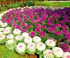 200x Ornamental Cabbage Seeds