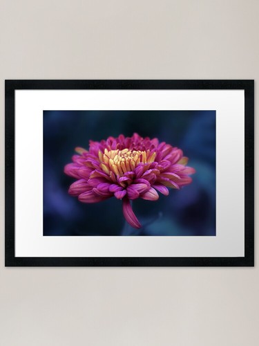Chrysanthemum moonlight - chrysanthemum, by