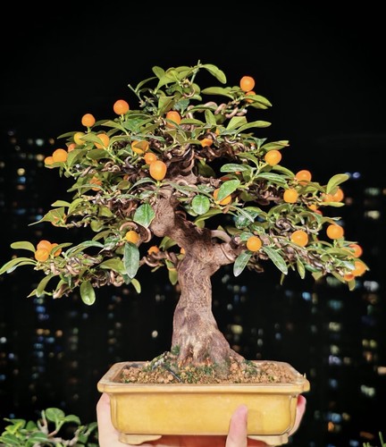 Chinese fortunella venosa - fortunella,