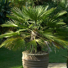Chamaerops Humilis European Fan Palm Plant Hardy Rare Exotic Outdoor Palm Tree