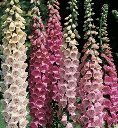 Foxglove 200 seeds - seeds, digitalis