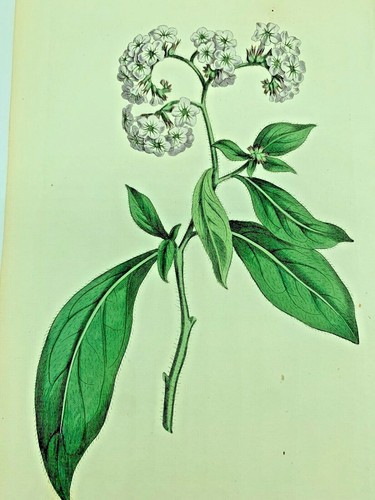 Large flowered turnsole plants - large,