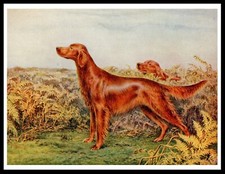 IRISH SETTER DOGS IN FERNS