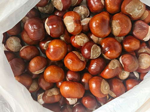 100 conkers - x,
