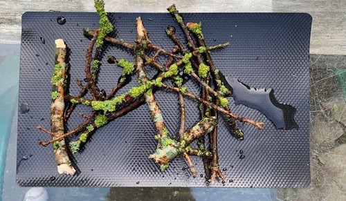 Live oak lichen branches - live,