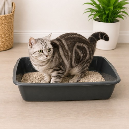 Large cat litter tray - cat,