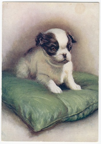 Japanese chin puppy 1930 dog - chin, 1930's