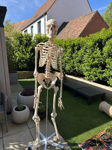Anatomical full sized - sized, medical