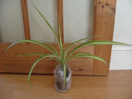House plant spider - spider, in